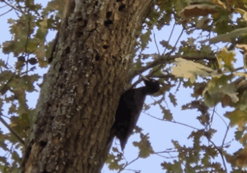 Quand le Lycée se met au Vert !